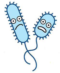 Vibrio-parahaemolyticus.png